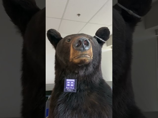 Biggie Blinds Denver – Please “Bear” With Us